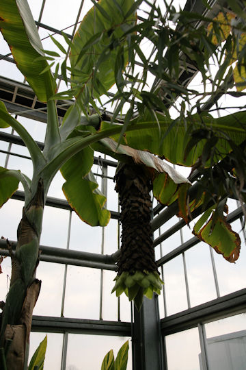 Ensete glaucum