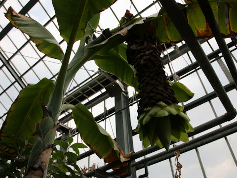 Ensete glaucum