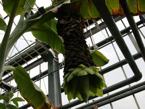 Ensete glaucum