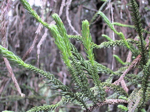 Cryptomeria japonica cv. Araucarioides
