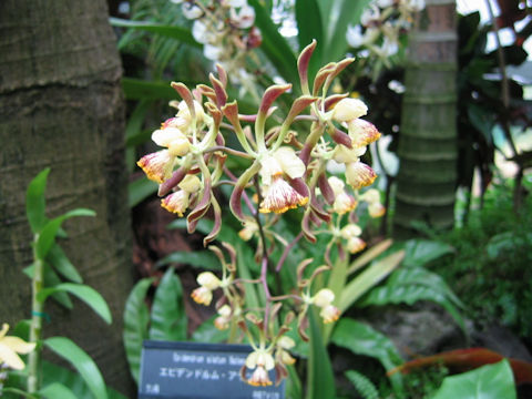 Epidendrum alatum