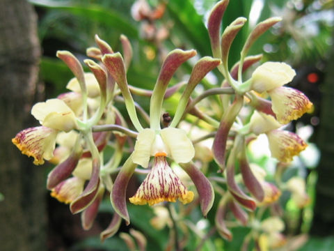 Epidendrum alatum
