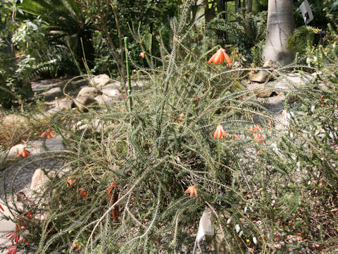 Erica cerinthoides