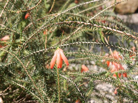 Erica cerinthoides