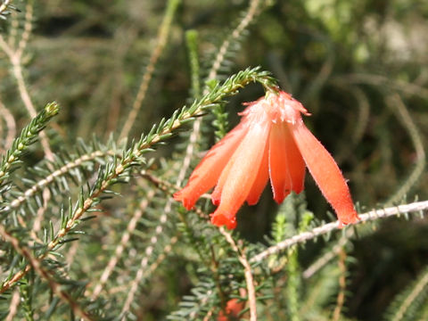 Erica cerinthoides