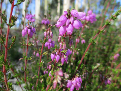 Erica cinerea