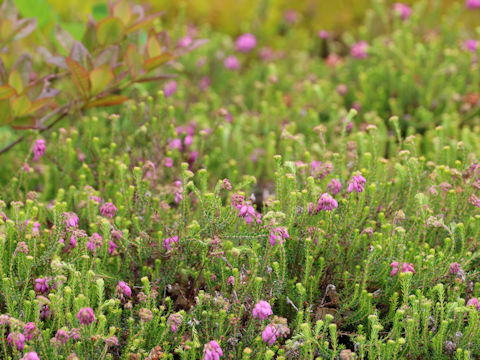 Erica cinerea