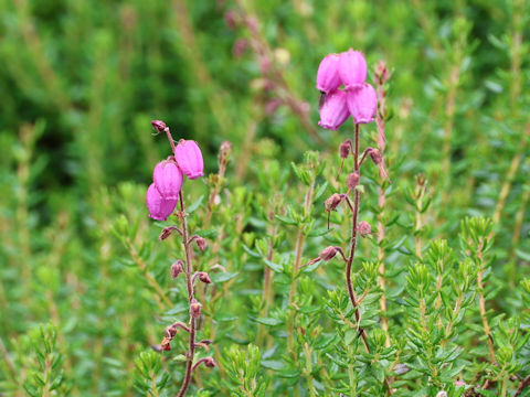Erica cinerea