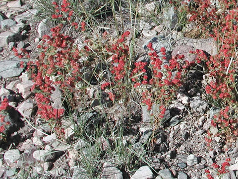 Eriogonum fasciculatum