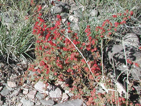 Eriogonum fasciculatum