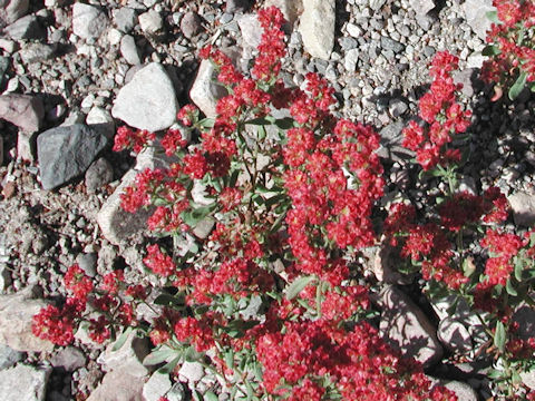 Eriogonum fasciculatum