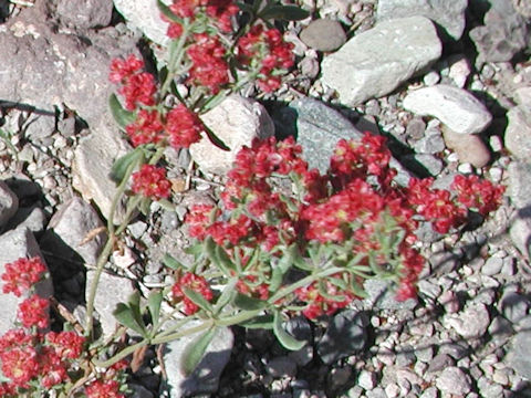 Eriogonum fasciculatum