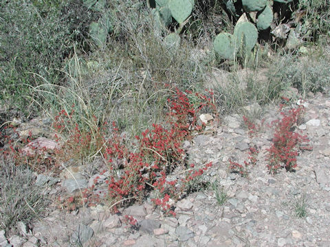 Eriogonum fasciculatum