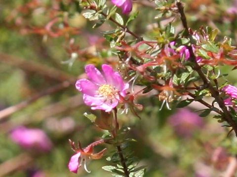 Bauera rubioides