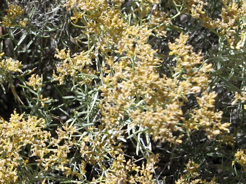 Ericameria nauseosa