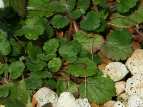 Erodium reichardii cv. Alba