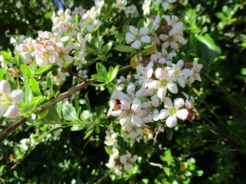Escallonia x langleyensis cv. Apple Blossum
