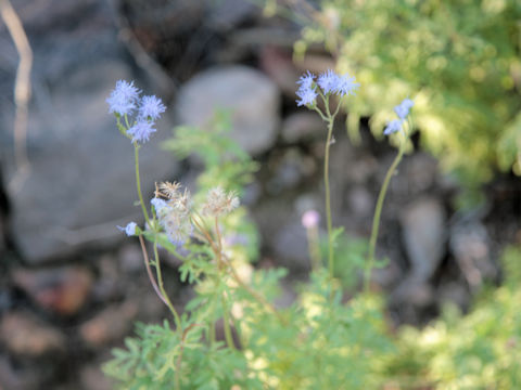 Eupatorium greggii