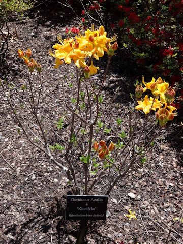 Rhododendron sanctum var. lasiogynum cv. Klondyke