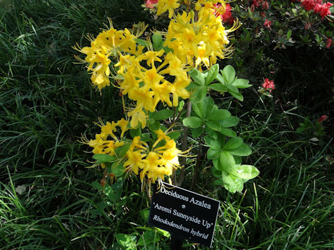エクスバリーアザレア Rhododendron Sanctum Var Lasiogynum