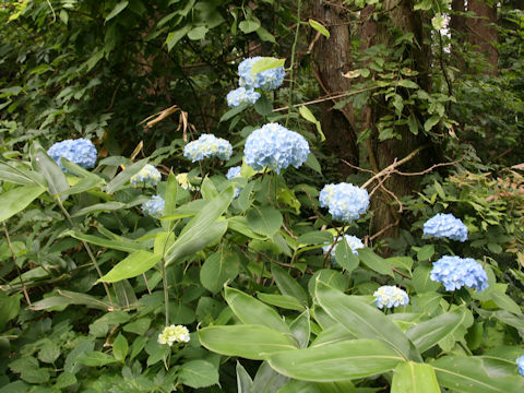 Hydrangea serrata var. megacarpa