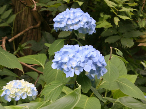 Hydrangea serrata var. megacarpa