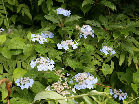 Hydrangea serrata var. megacarpa