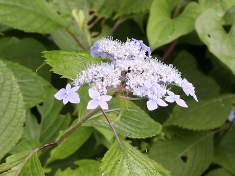 Hydrangea serrata var. megacarpa