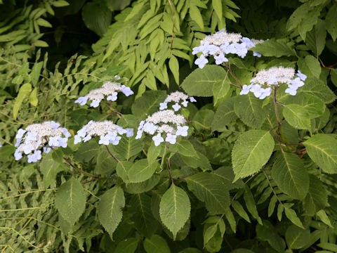 Hydrangea serrata var. megacarpa