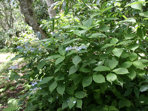 Hydrangea serrata var. megacarpa