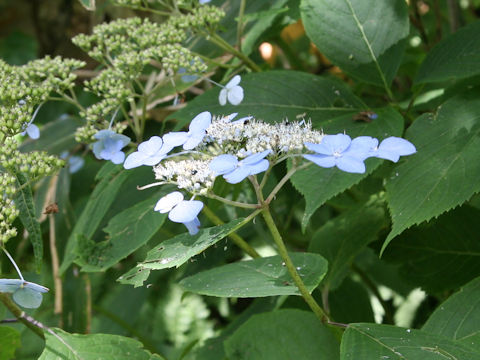 Hydrangea serrata var. megacarpa