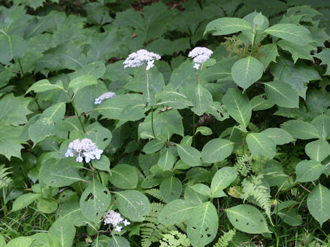 Hydrangea serrata var. megacarpa