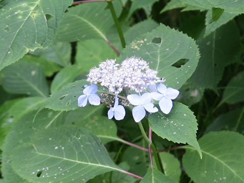 Hydrangea serrata var. megacarpa