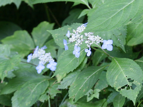 Hydrangea serrata var. megacarpa