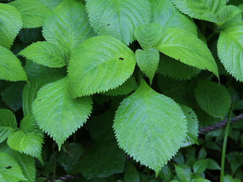 Hydrangea serrata var. megacarpa
