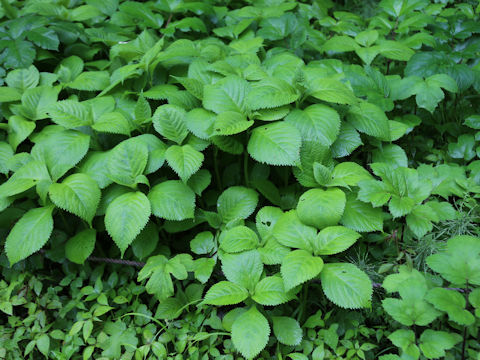Hydrangea serrata var. megacarpa