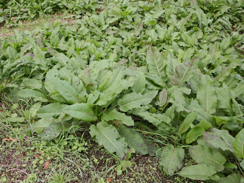 Rumex obtusifolius