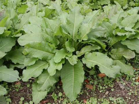 Rumex obtusifolius