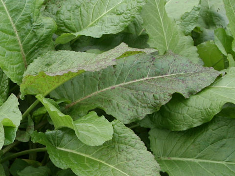 Rumex obtusifolius