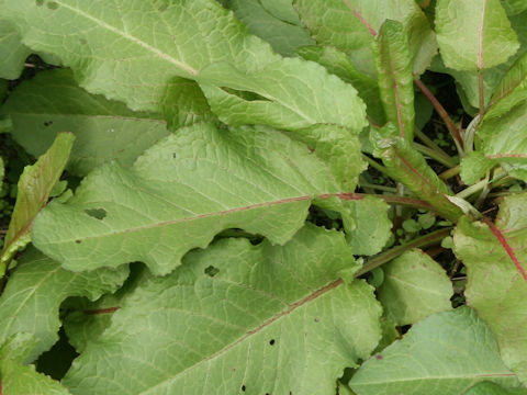 Rumex obtusifolius