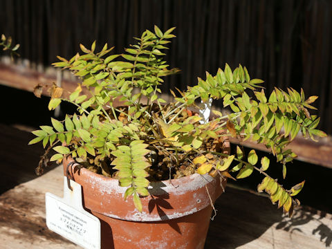Polemonium caeruleum ssp. yezoense