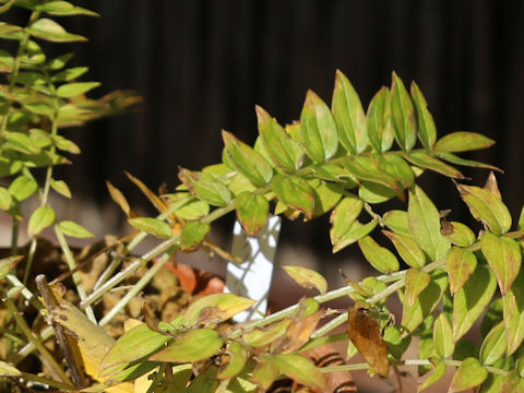 Polemonium caeruleum ssp. yezoense