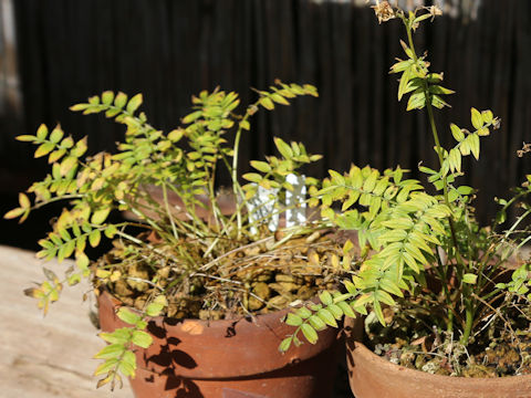 Polemonium caeruleum ssp. yezoense
