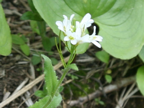 Arabis serrata var. glauca