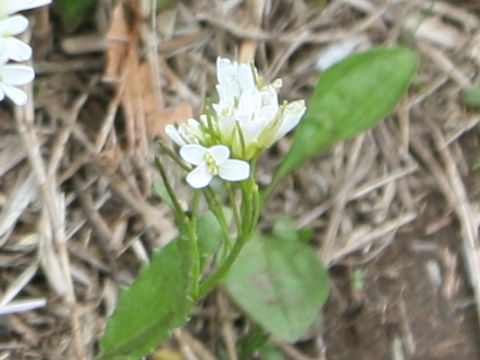 Arabis serrata var. glauca
