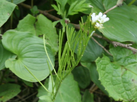 Arabis serrata var. glauca