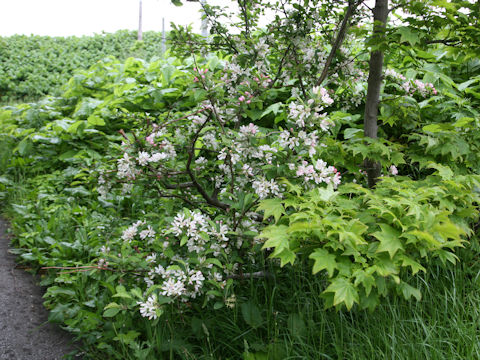 Malus baccata var. mandshurica