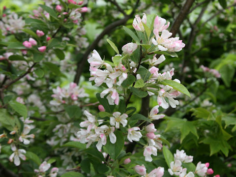 Malus baccata var. mandshurica