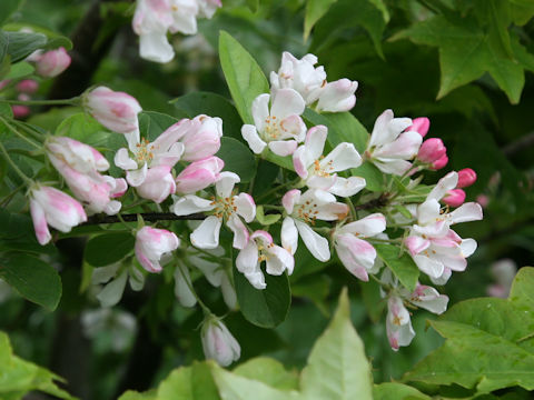 Malus baccata var. mandshurica