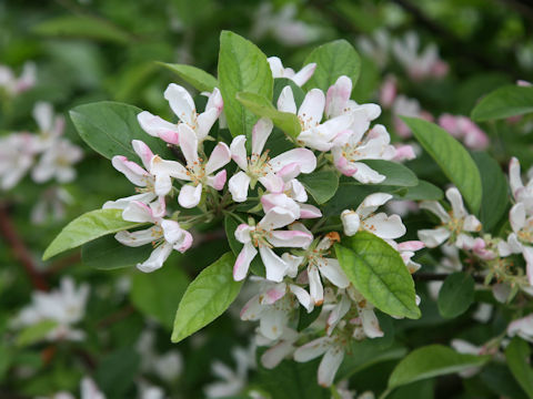 Malus baccata var. mandshurica